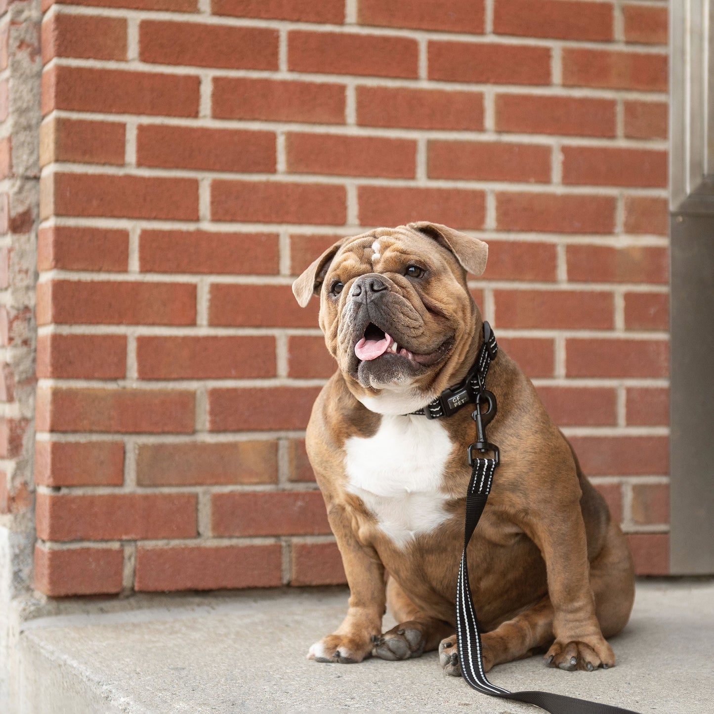 Reflective Collar - Black - GF Pet.us