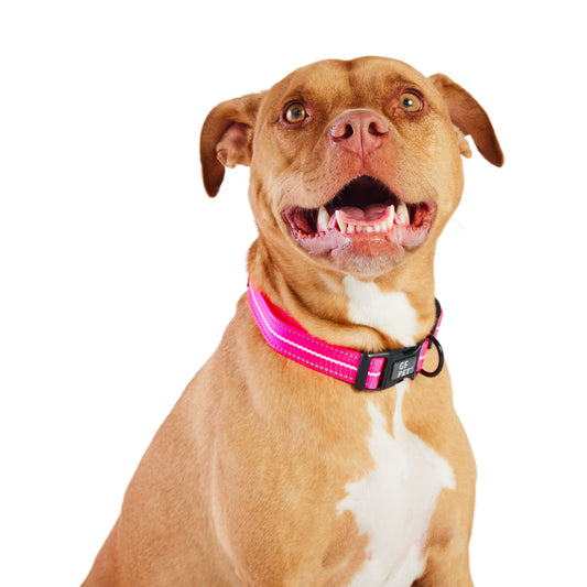 Reflective Dog Collar - Neon Pink