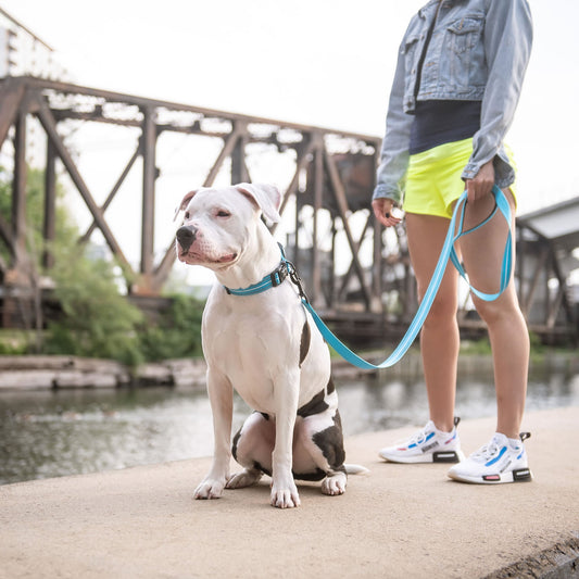 Reflective Leash Neon Blue Adjustable Dog Walking Gear - detail view
