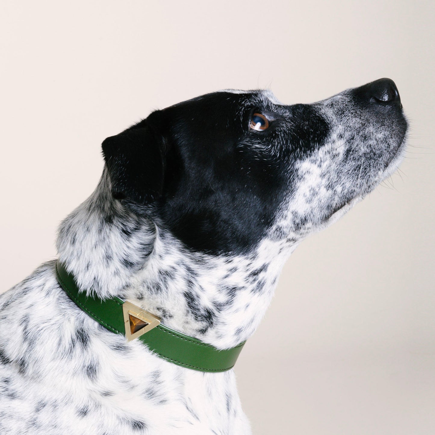 Olive Green Cactus Collar - Purrfect Pet Kingdom