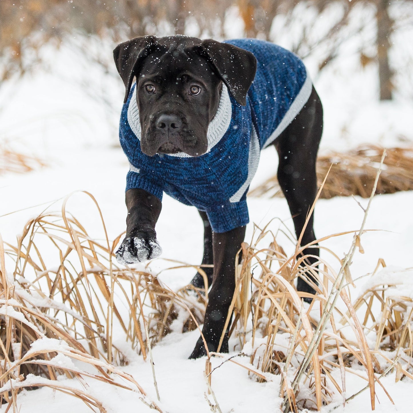 Trekking Sweater - Blue - GF Pet.us