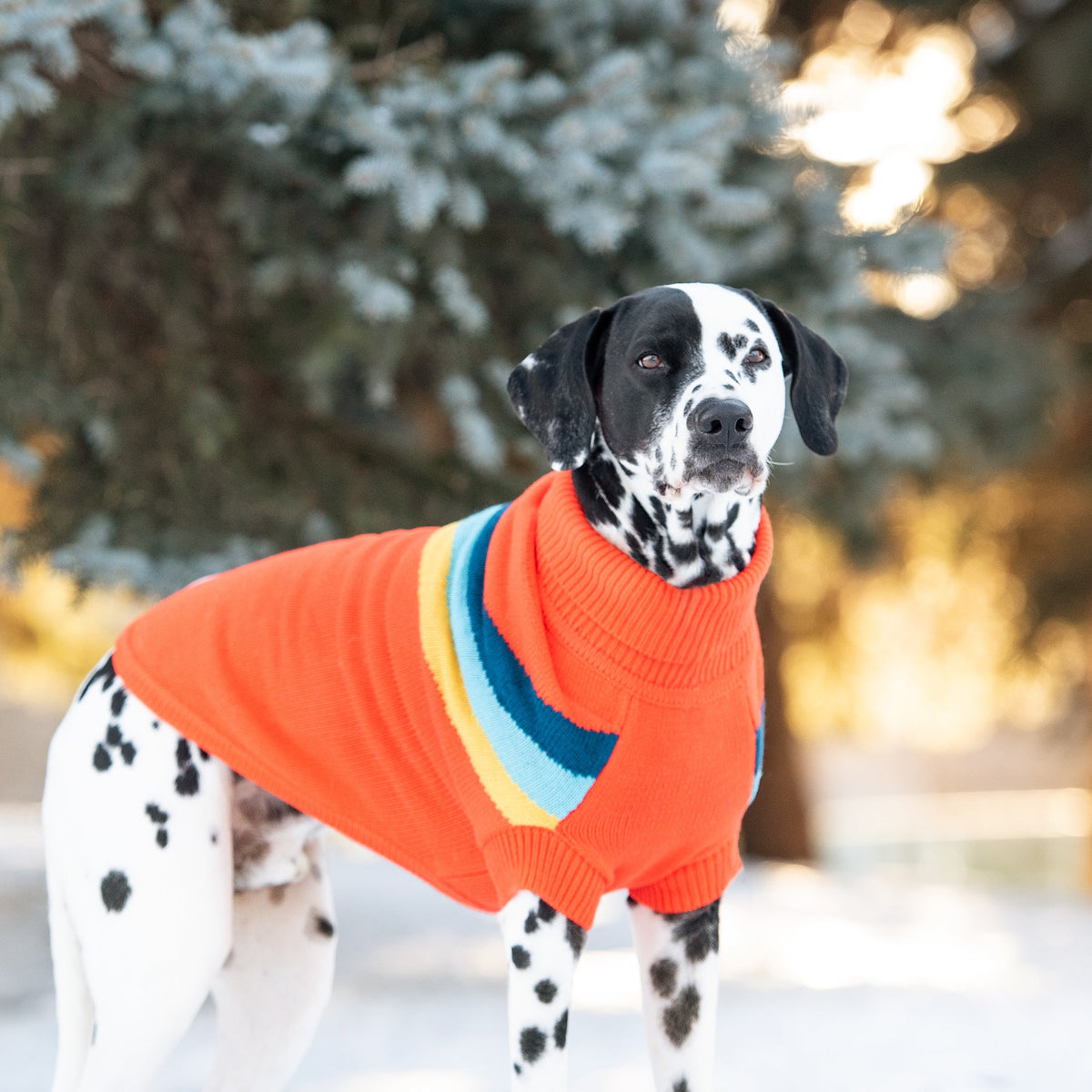 Alpine Sweater - Orange - close up view | Pet Supplies at Purrfect Pet Kingdom for Dogs and Cats