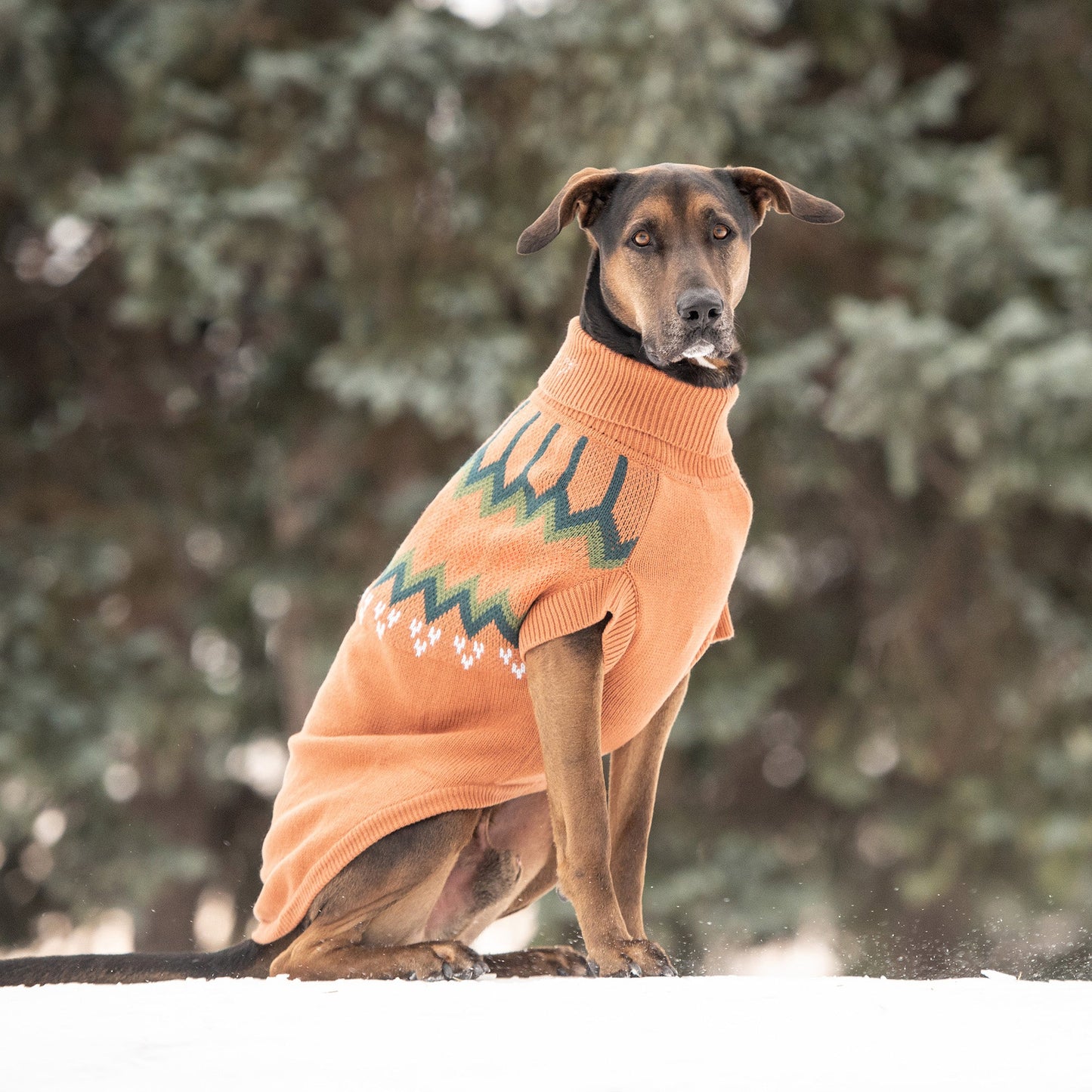 Heritage Sweater - Hazel - GF Pet.us