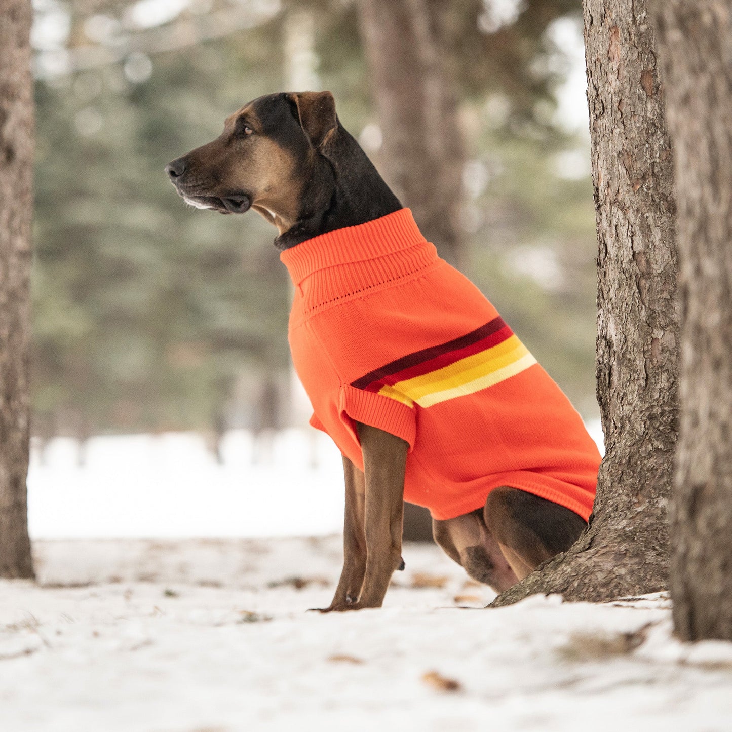 Retro Sweater - Orange - GF Pet.us