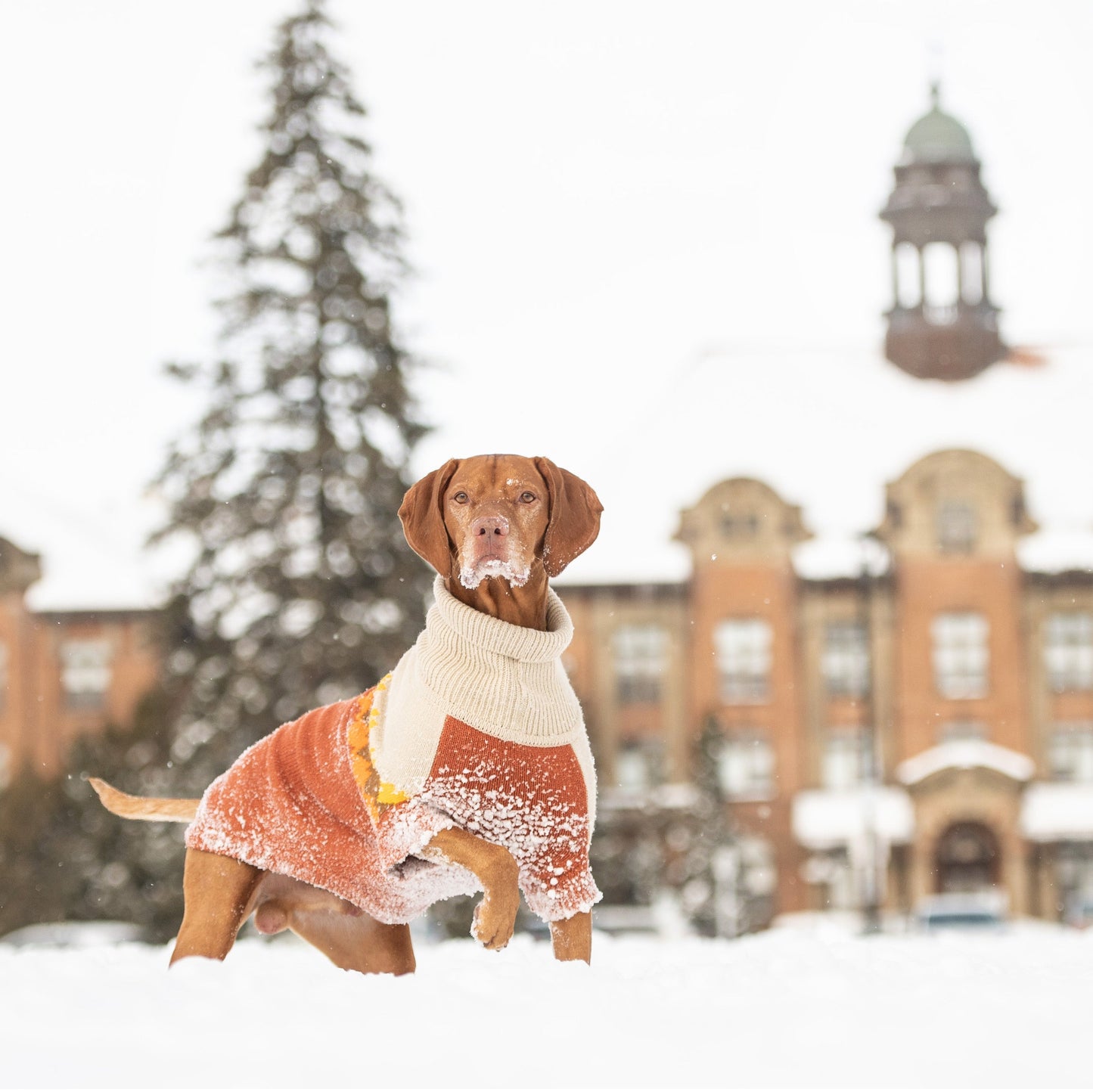Fireside Sweater - Chili - GF Pet.us