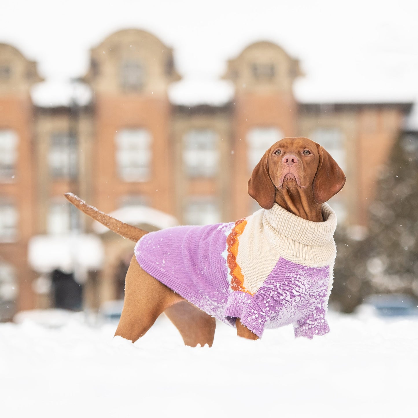 Fireside Sweater - Purple - GF Pet.us