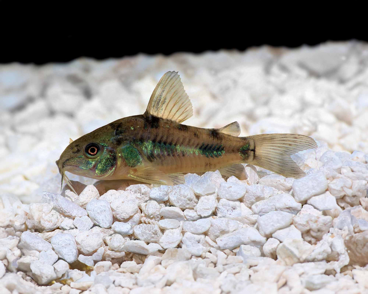 Peppered Corydoras Catfish