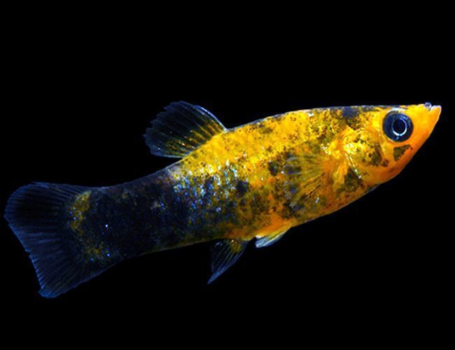 Gold Dust Molly Live Tropical Fish