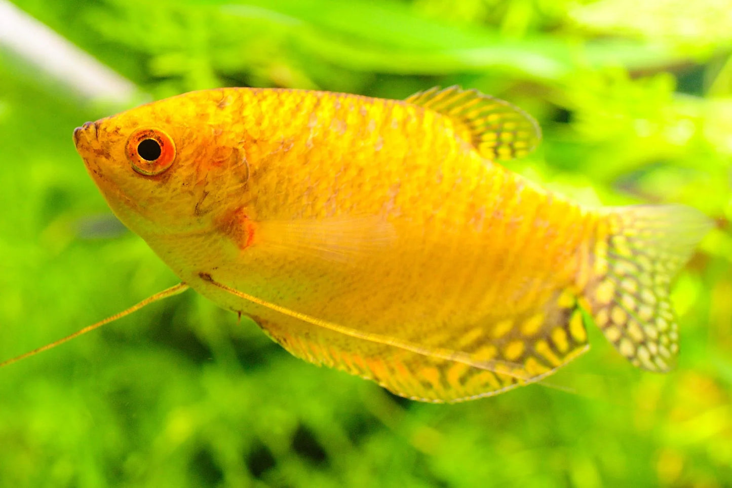 Gold Gourami Tropical Fish