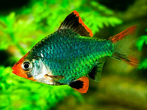 Emerald Green Barb Live Tropical Fish