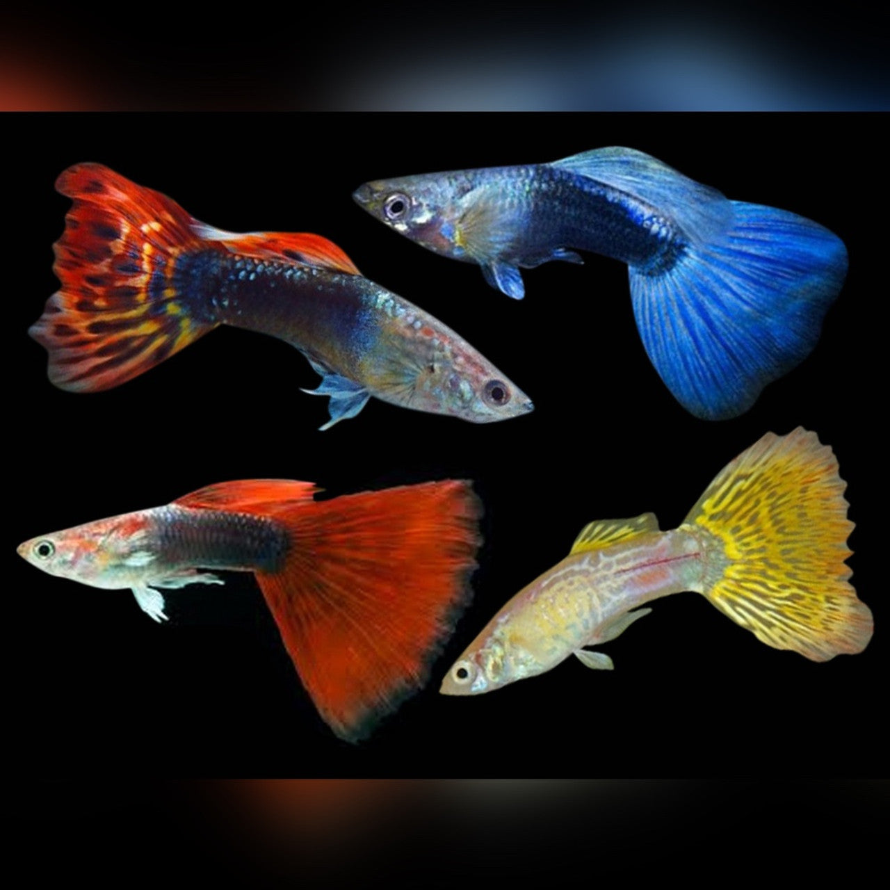Assorted Guppy Pair Live Tropical Fish
