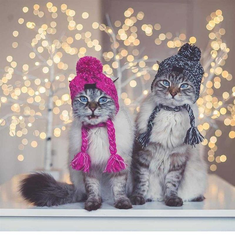 Autumn Winter Warm Knitted Pet Hats With Fluffy Ball - Purrfect Pet Kingdom
