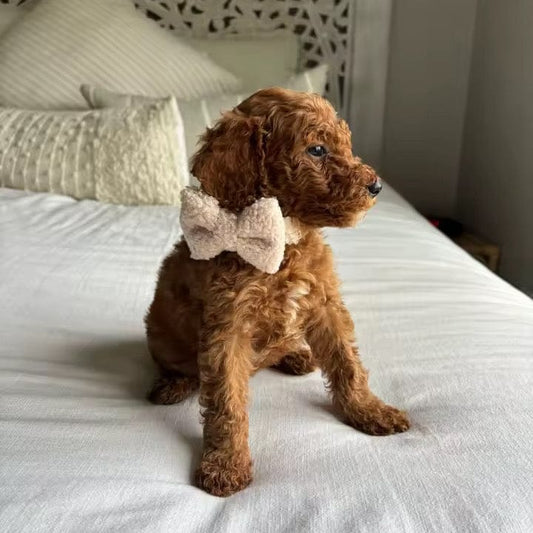 Soft Beige Teddy Fleece Dog Harness and Leash Set Premium S