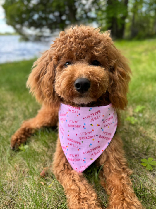 Barkday on Pink Dog Bandana