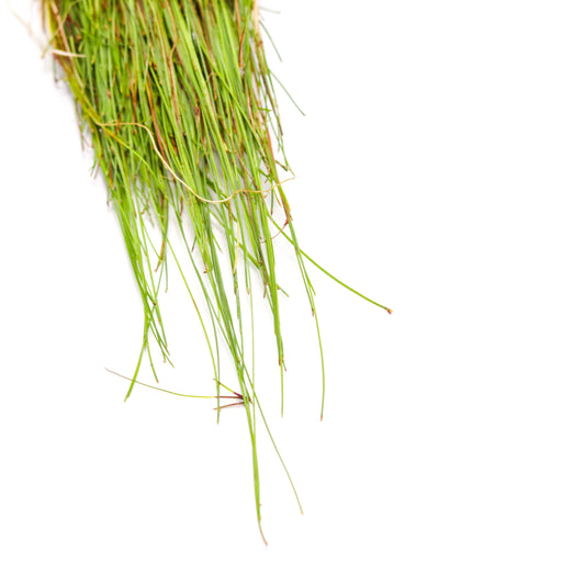 Giant Hairgrass (Vivipara)
