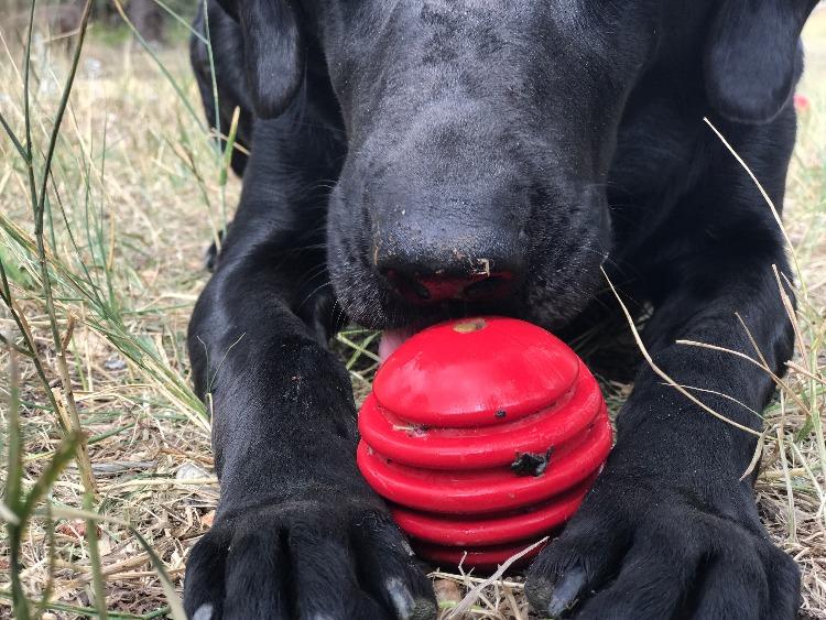USA-K9 Stars and Stripes Rubber toy | K9 Handler Reward Toy