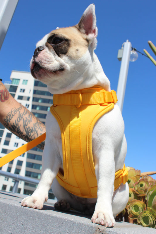 Gold Adjustable Dog Harness for Comfort and Style Walks