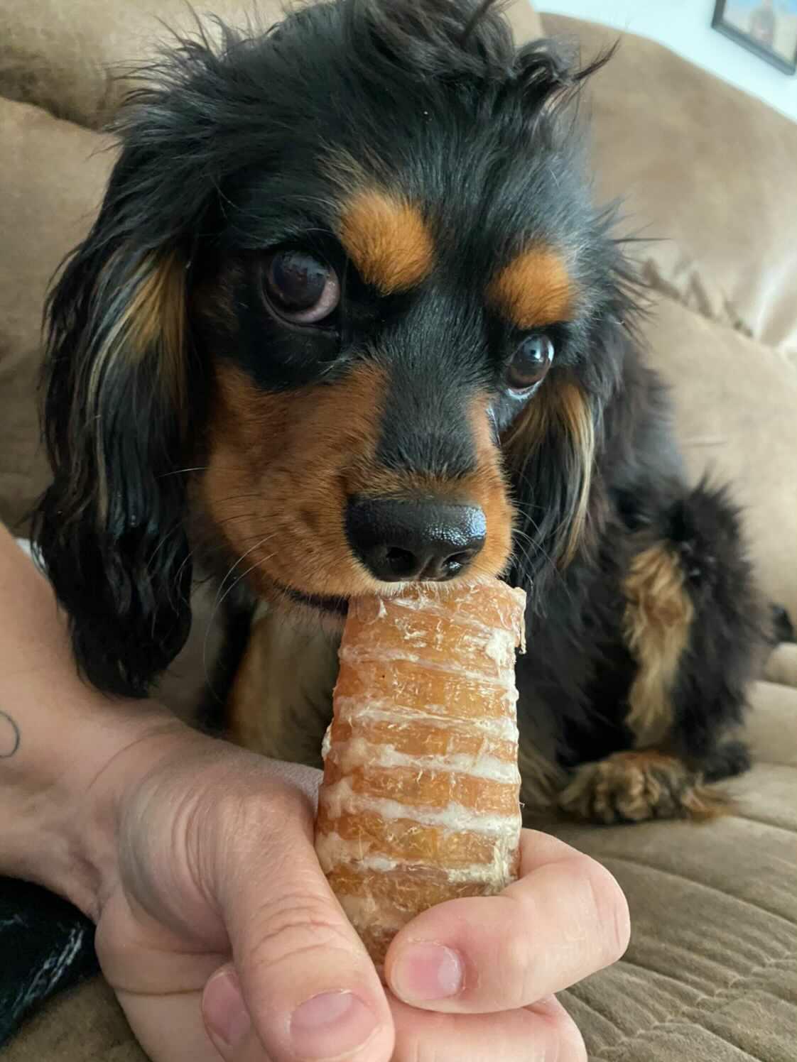 Beef Trachea (Grass Fed & Finished) | Purrfect Pet Kingdom