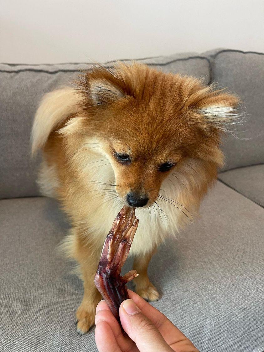 Dehydrated Duck Feet for Dogs & Cats — 100% Pekin Duck | Raw Instincts USA