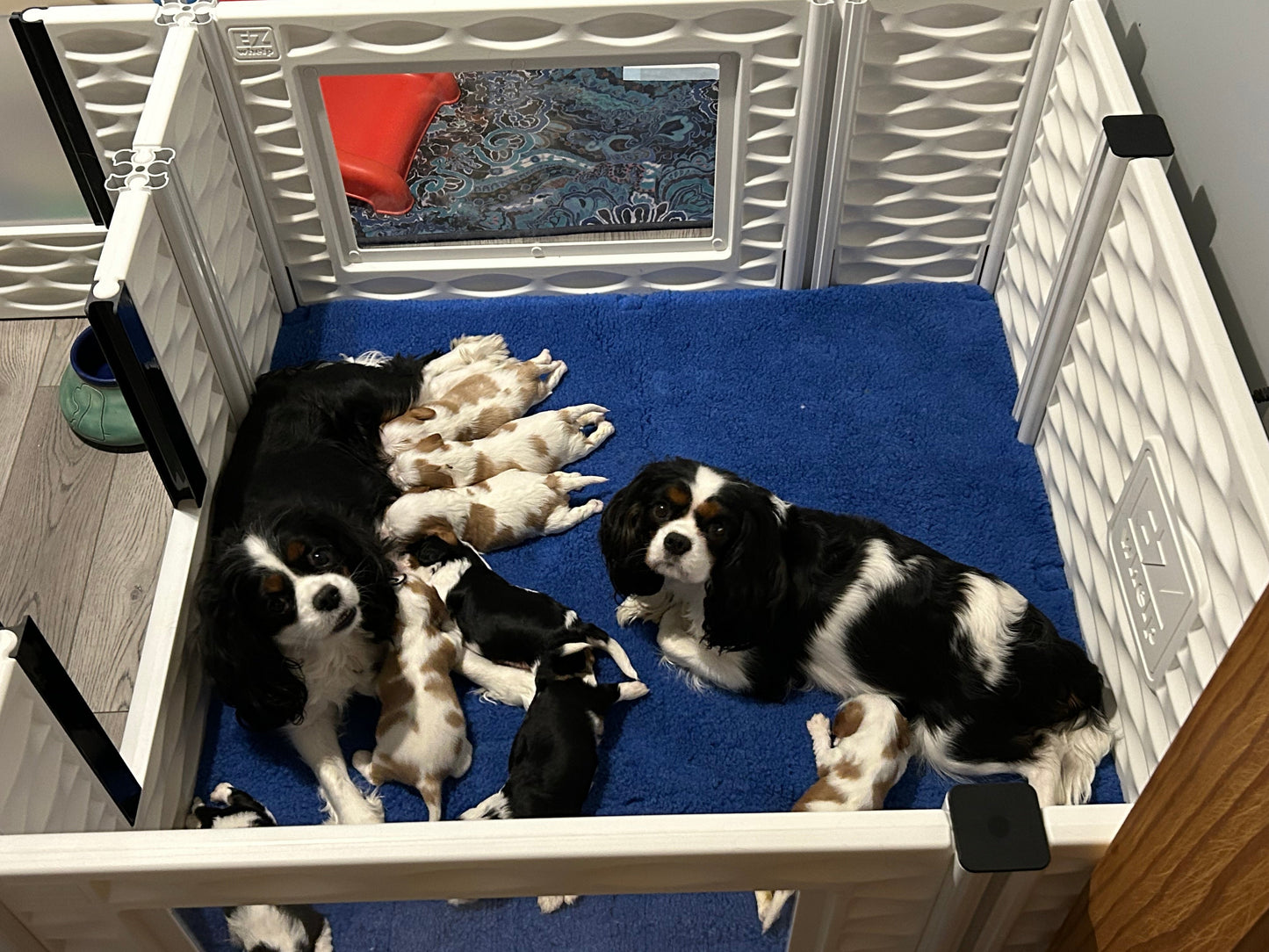 EZclassic Windowed Whelping Box Set w/Rail Assembly - EZwhelp