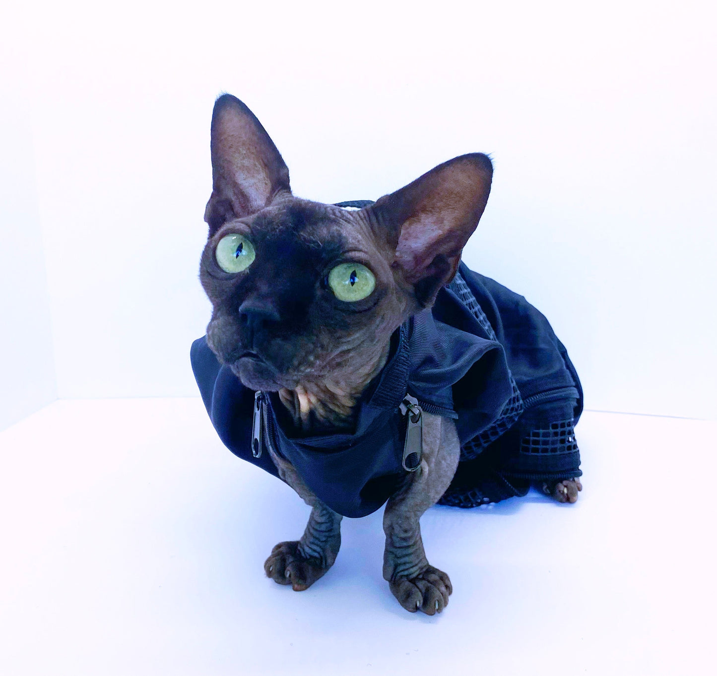 CAT/SMALL DOG GROOMING BAG - Pet Grooming - ReNewedPet