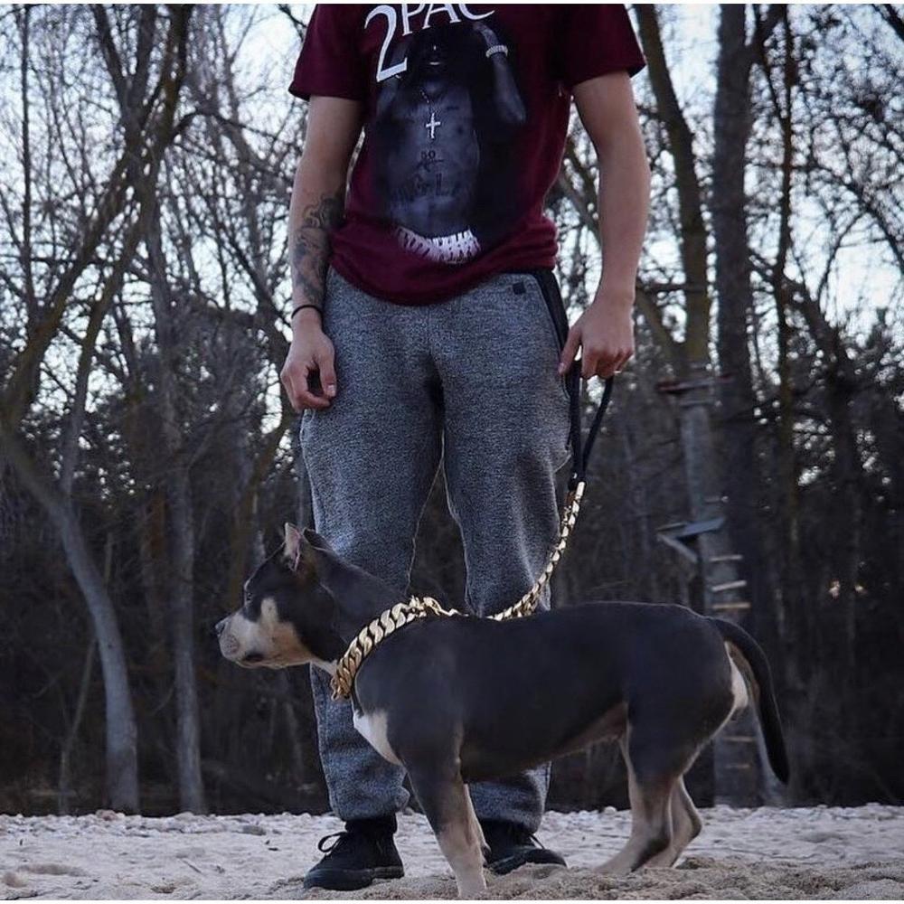 Dog Leash Cuban Link 14K Gold Plated Luxury Kilo ⛓️