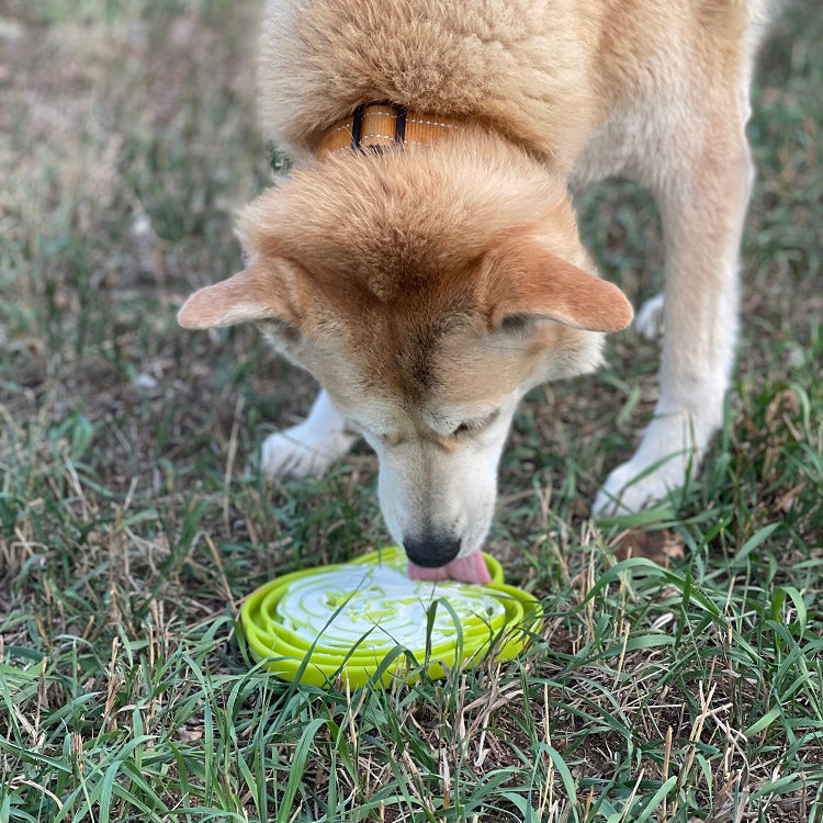 Water Frog eTray - Shallow Slow Feeder Dog Bowl for Enrichment
