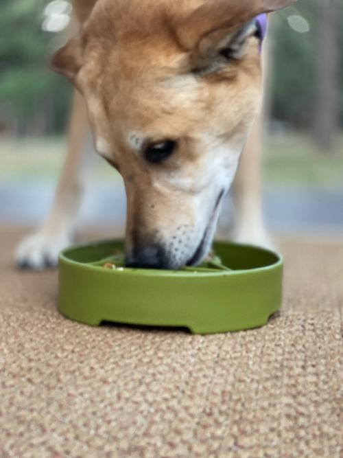 Pine Tree Christmas eBowl Deep Slow Feeder Dog Bowl for