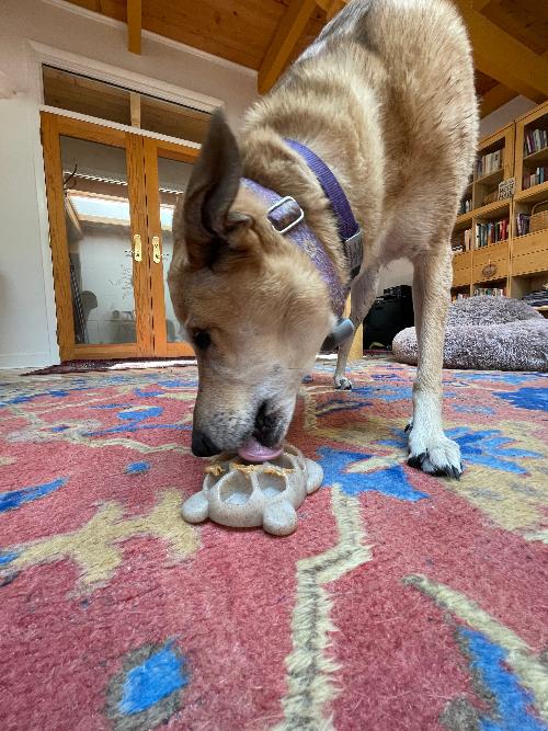 Turtle Nylon Chew Toy - Ultra-Durable Enrichment Toy for Power