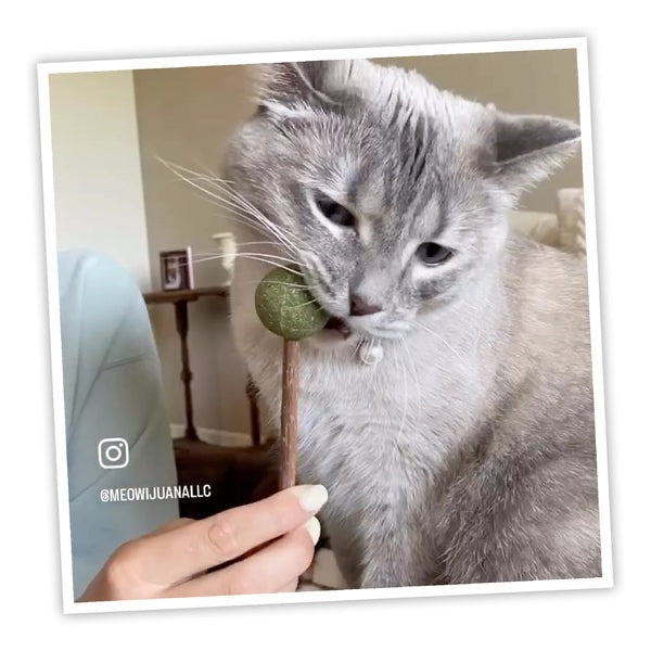 Meowjiuana Lollies Silvervine Sticks with Catnip Cat Treats (3 pack) - Cat Treats - The Family Pet