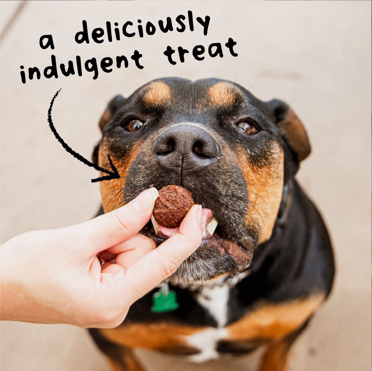 Wagmore Grain Free Chicken Meatball Bites Dog Treats (14oz) - Soft Dog Treats - The Family Pet
