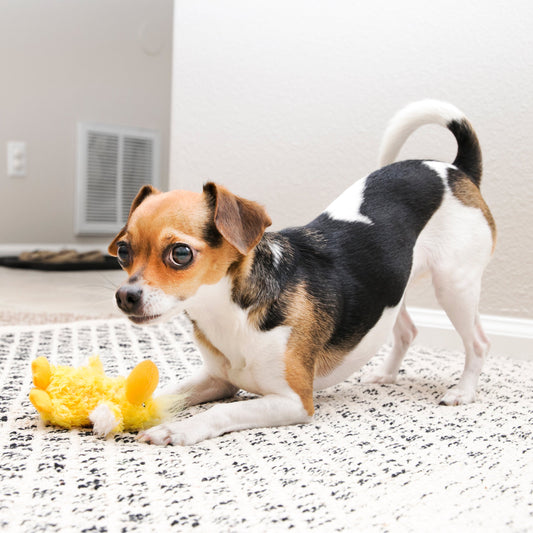 Kong Dr. Noyz Duck X - Small - Kong Dog Toys - The Family Pet