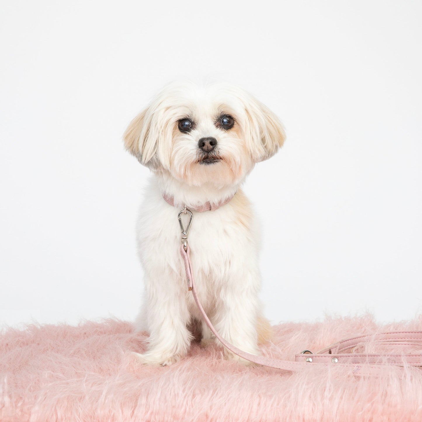 Love Pink Cork Leather Collar - Purrfect Pet Kingdom