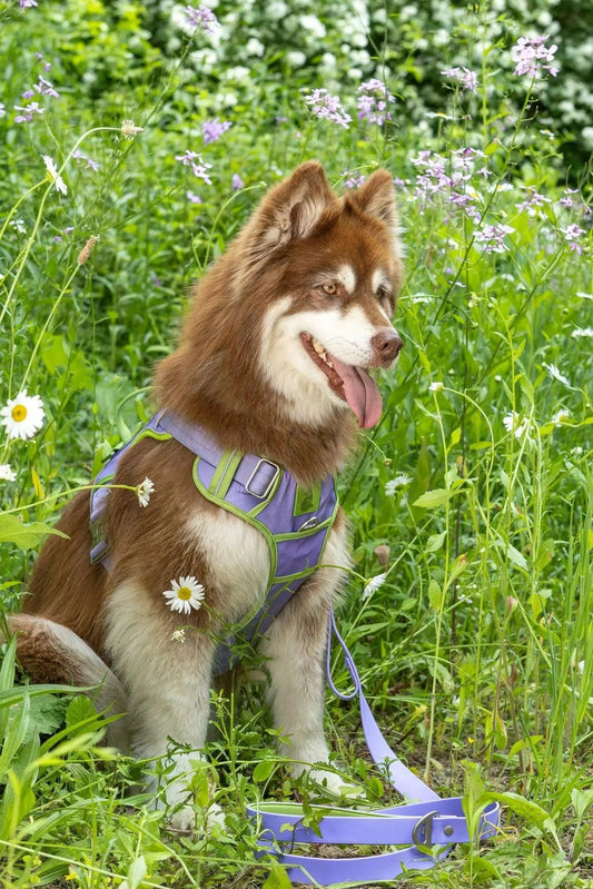 Lavender Garden Ultimate Dog Harness - Purrfect Pet Kingdom