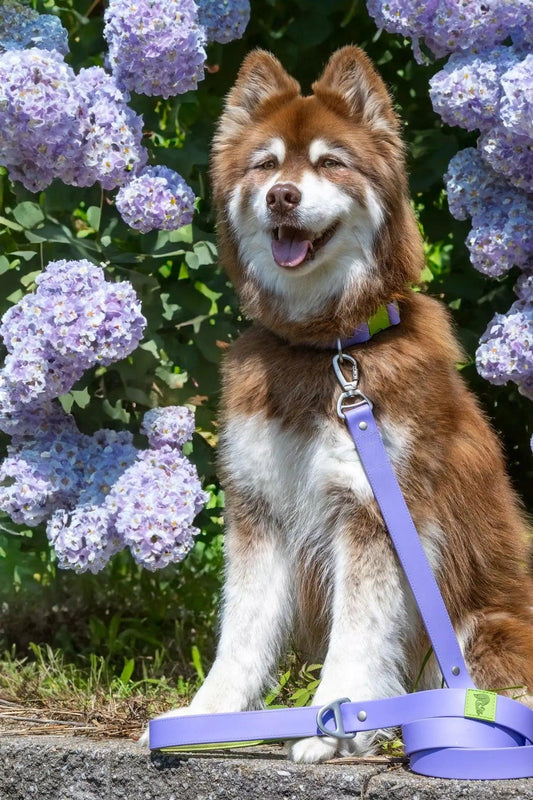 Lavender Garden Waterproof Dog Leash Adjustable Dog Walking - detail view