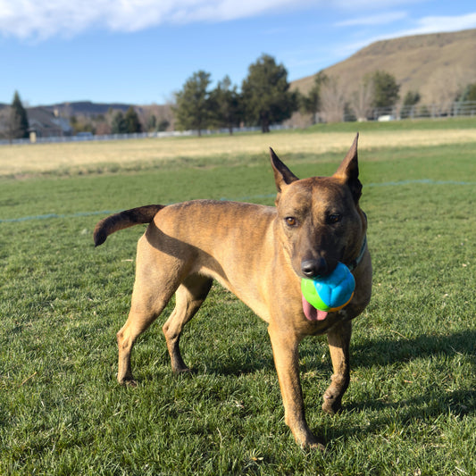 Kong Twistz High - Viz Ball Large - Kong Dog Toys - The Family Pet