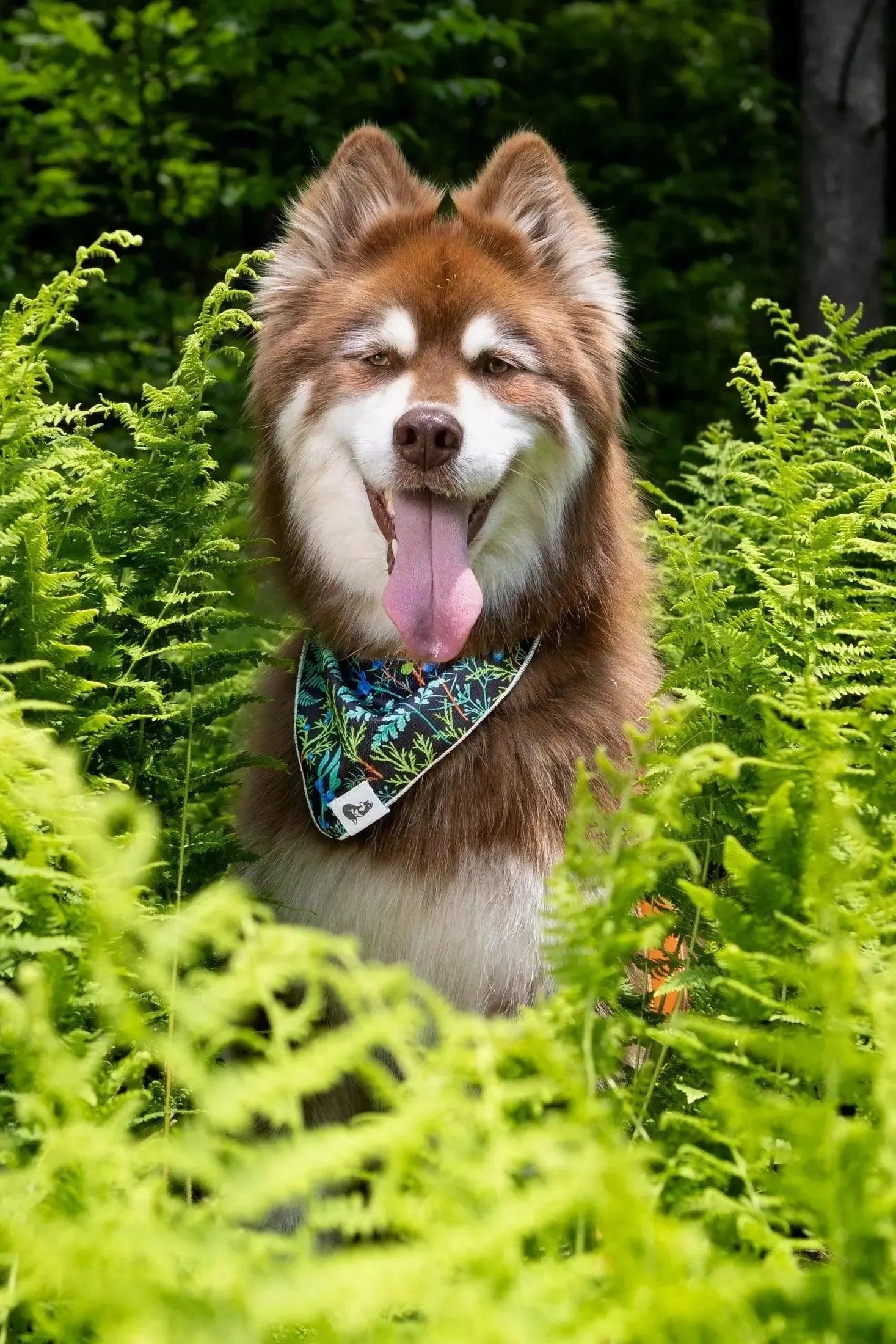 Magical Fern Forest Dog Bandana & Matching Keychain - Purrfect Pet Kingdom