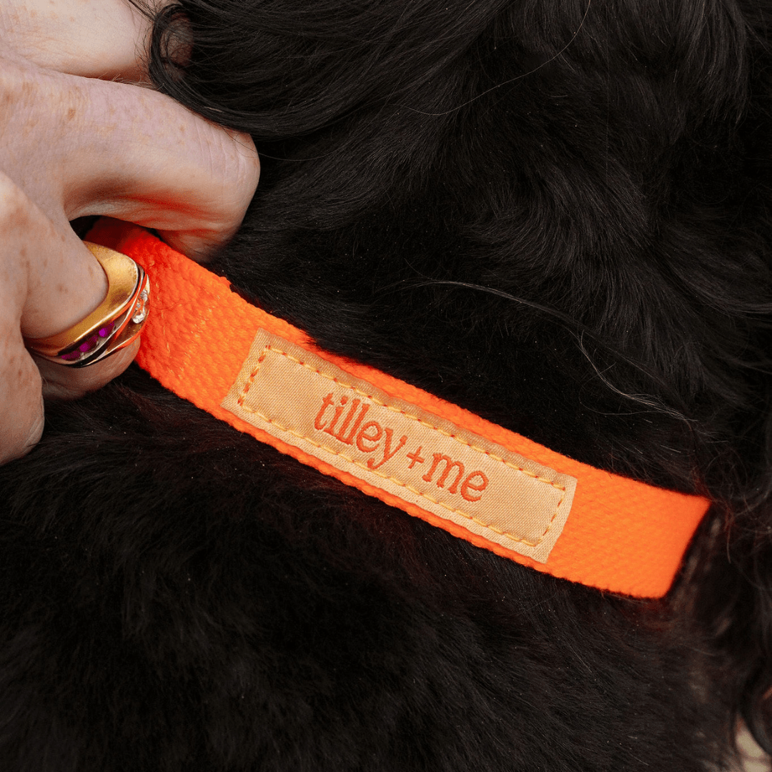Malibu Sunset Sustainable Hemp Cotton Adjustable Dog Collar– Durable & Soft - Collars + Leashes - Tilley + Me
