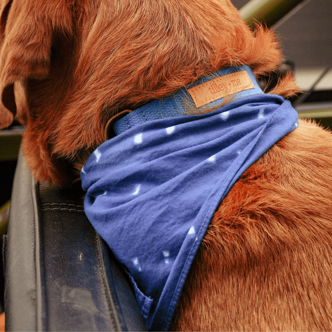 Malibu Sunset Sustainable Hemp Cotton Adjustable Dog Collar– Durable & Soft - Collars + Leashes - Tilley + Me