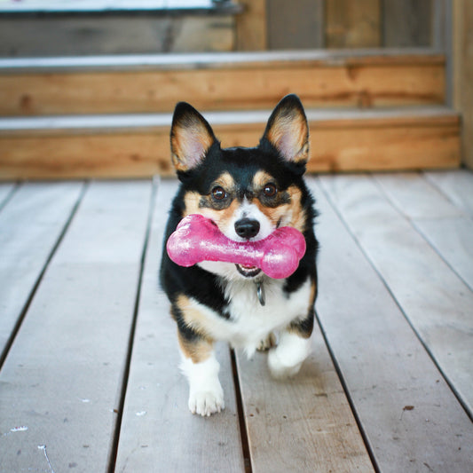 Kong Squeezz Crackle Stick