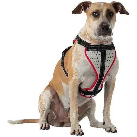 Dog Harness Reflective Safety ๐พ - Purrfect Pet Kingdom