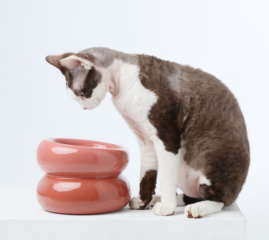 Ergonomic Elevated Pet Bowl for Healthy Daily Meal Feeding