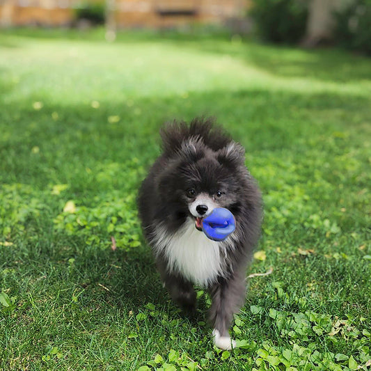 Kong Ogee Orb - Dog Toy - The Family Pet