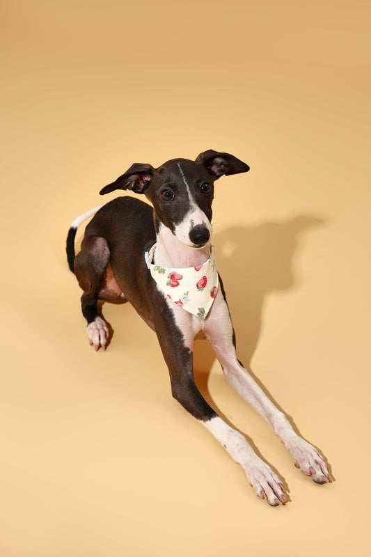 Strawberry Fields Butter Yellow Triangle Bandana - Dog Bandana - BarkBarkBaby