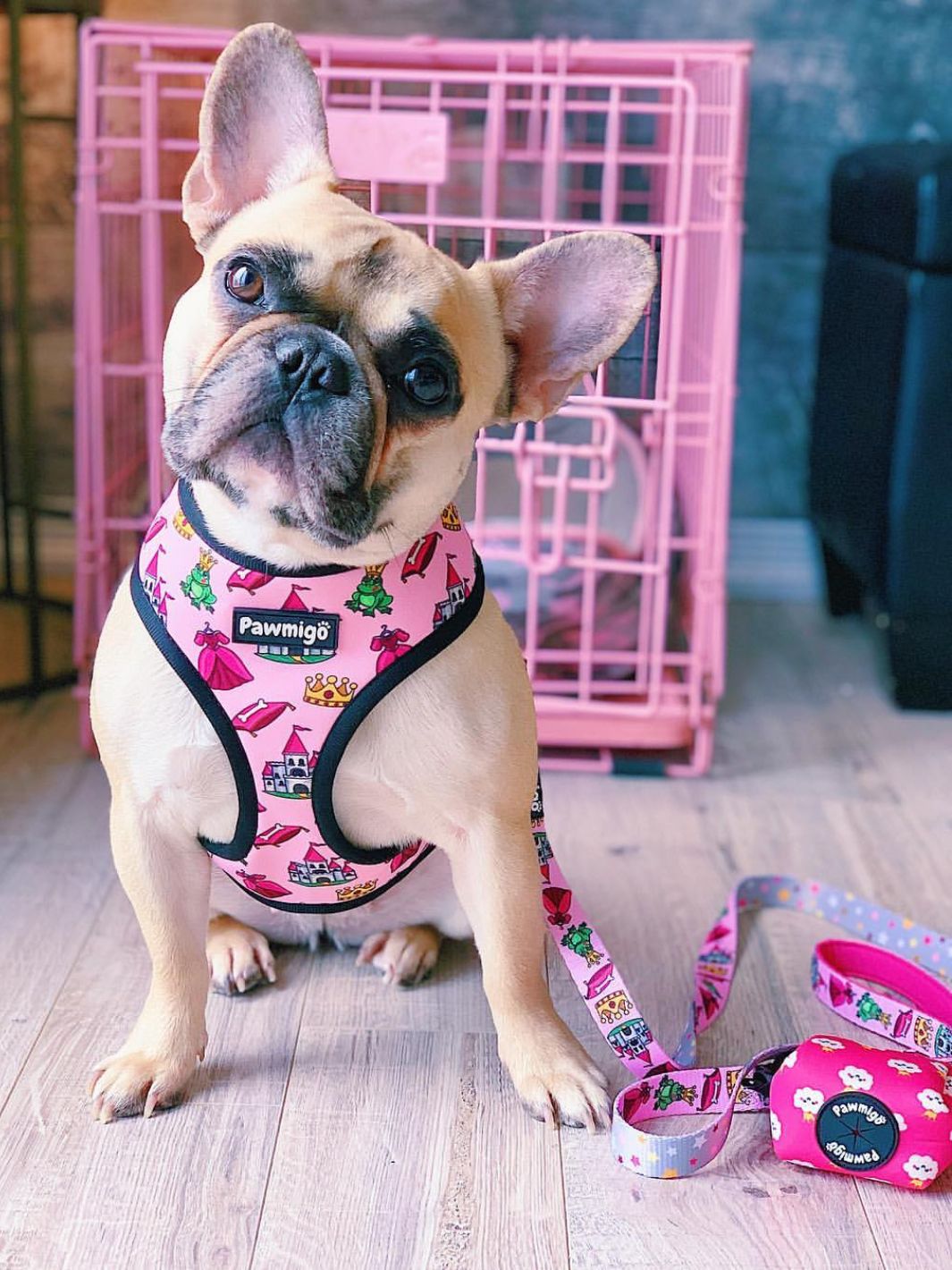 Fairytail Leash Kit - Leash Kit - Pawmigo