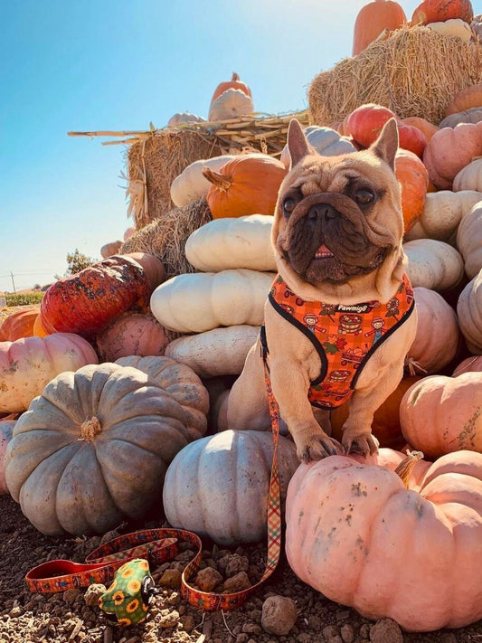 Pupkin Patch Festive Dog Leash and Poop Bag Holder Set Fall