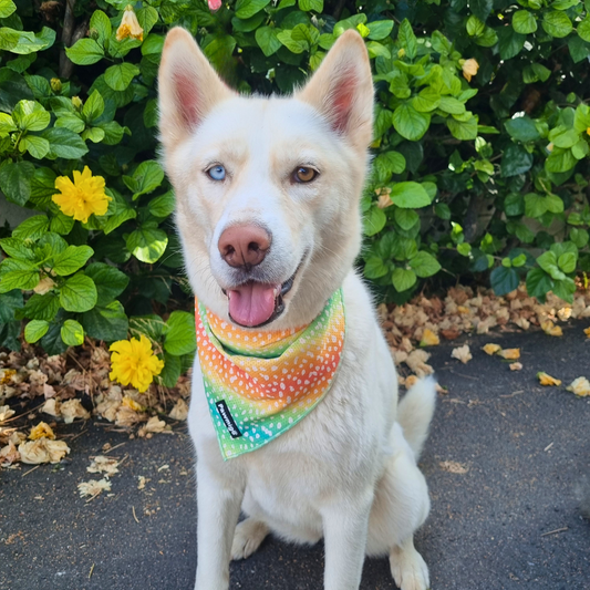 Chasing Rainbows Cooling Bandana - Dog Bandana - Pawmigo