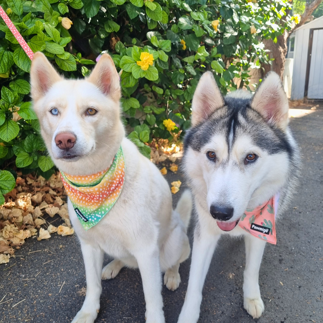 Chasing Rainbows Cooling Bandana | Purrfect Pet Kingdom