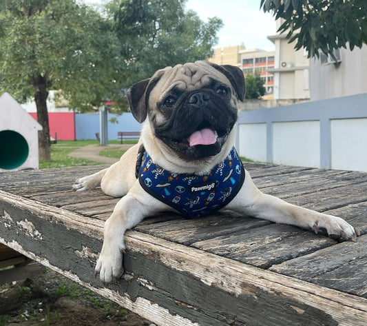 Extra-Furrestrial Reversible Harness Dog Harness | Purrfect Pet