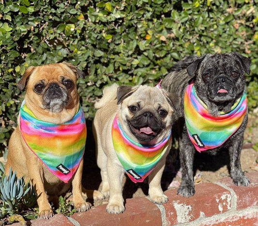 Tie-Dye For Cooling Bandana | Purrfect Pet Kingdom